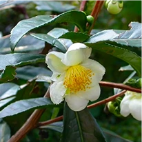 ingredient-javaburn-camellia