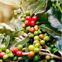 ingredient-javaburn-chlorogenic